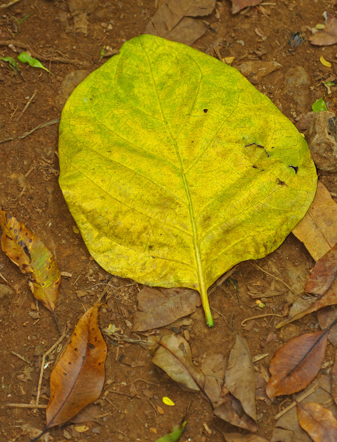 IMGP0100