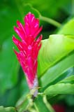 IMGP0062
