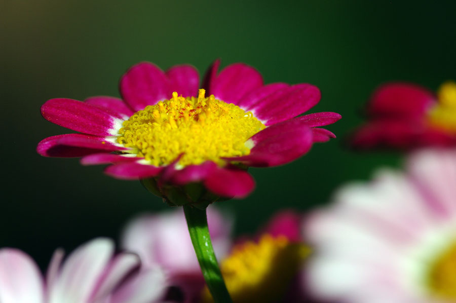 IMGP7178