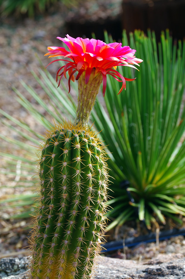 IMGP0740