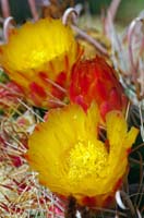 IMGP0794