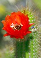 IMGP0877