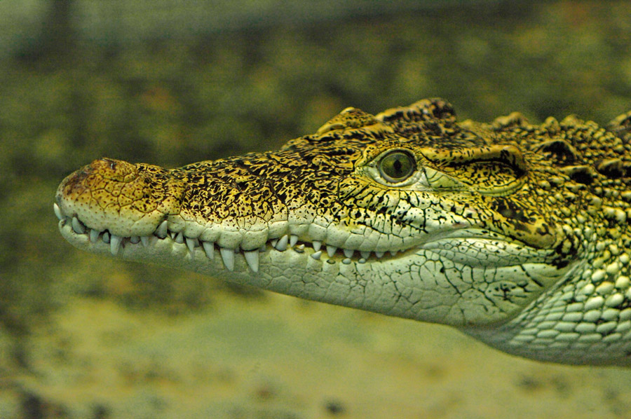 ADAMOEST_analogous_IMGP4048