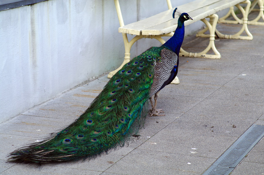 IMGP9728
