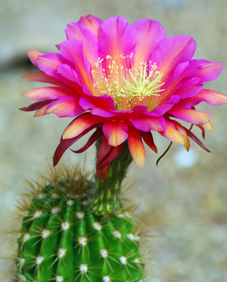IMGP0707