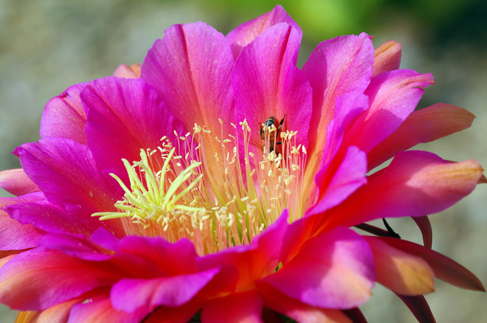 IMGP0738