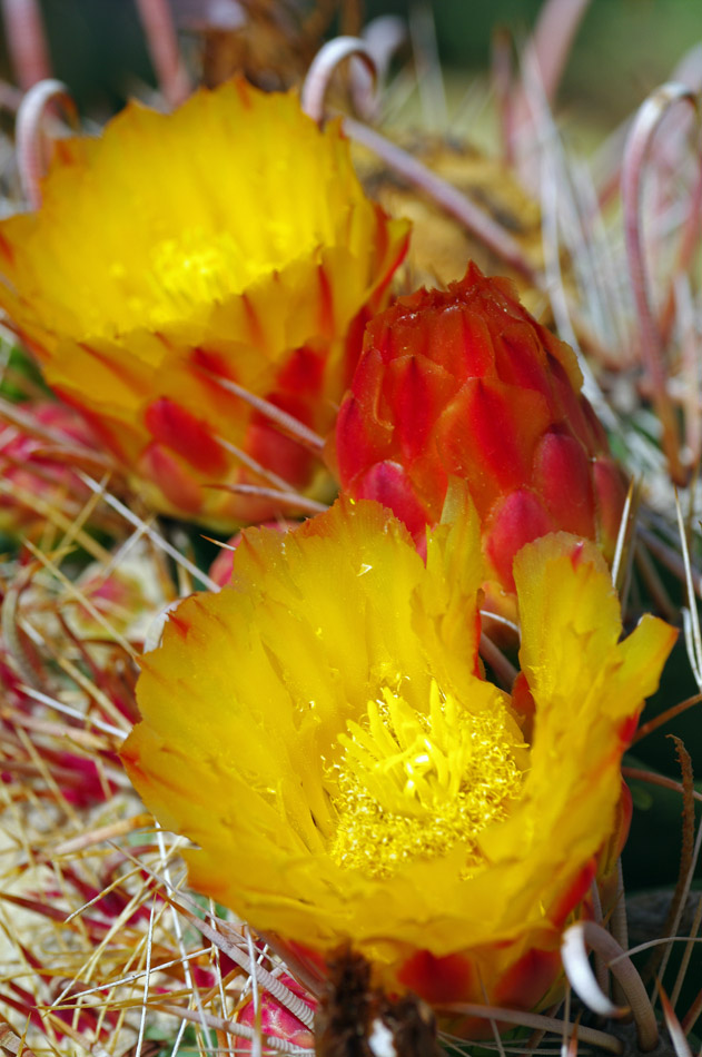 IMGP0794